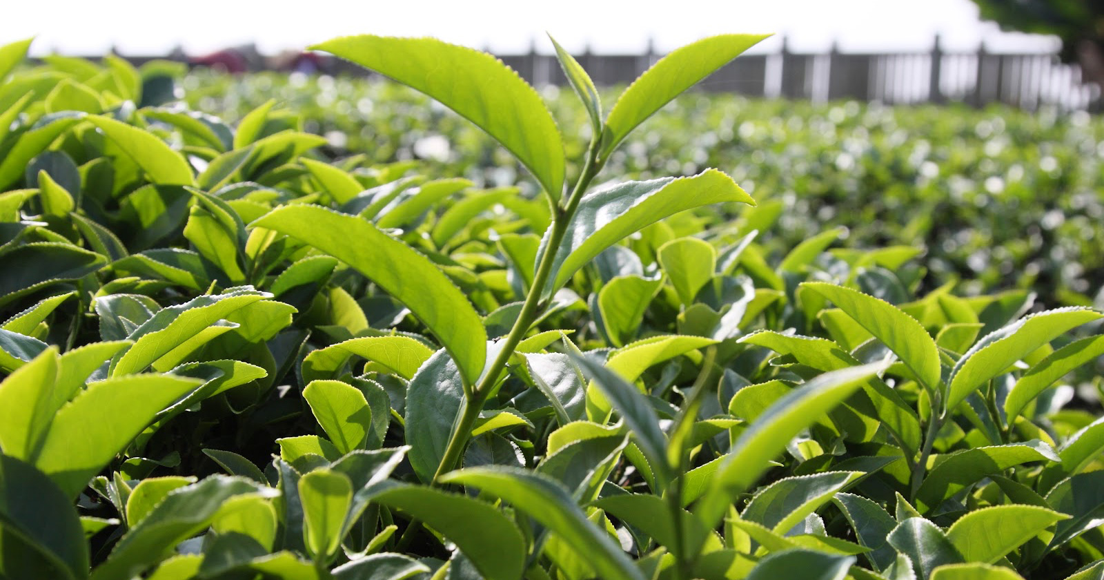 Mendirikan pabrik pengolahan teh hijau